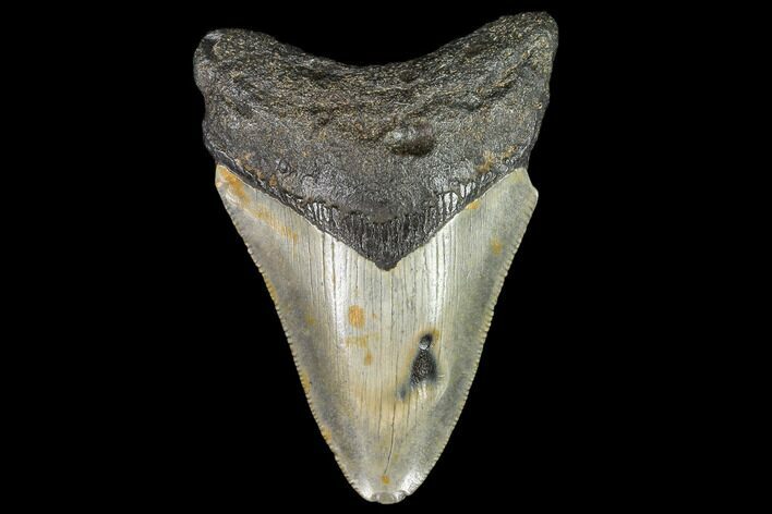 Fossil Megalodon Tooth - North Carolina #108903